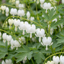 Load image into Gallery viewer, OpenPlantData Dicentra Alba
