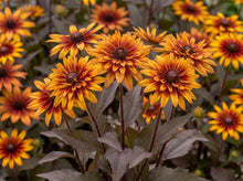 Load image into Gallery viewer, OpenPlantData Heliopsis Yellow Spider
