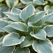 Load image into Gallery viewer, OpenPlantData Hosta Tardiana Group El Nino
