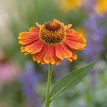 Load image into Gallery viewer, OpenPlantData Helenium Fuego
