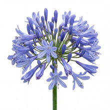 Load image into Gallery viewer, OpenPlantData Agapanthus Dr Brouwer
