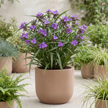 Load image into Gallery viewer, OpenPlantData Tradescantia Andersoniana Group Concord Grape

