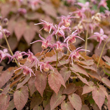 Load image into Gallery viewer, OpenPlantData Epimedium Pretty in Pink
