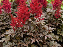 Load image into Gallery viewer, OpenPlantData Astilbe Chocolate Cherry
