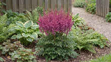 Load image into Gallery viewer, OpenPlantData Astilbe Vision

