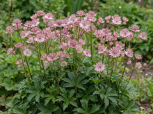 Load image into Gallery viewer, OpenPlantData Astrantia major Sparkling Stars Pink
