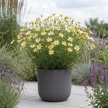 Load image into Gallery viewer, OpenPlantData Coreopsis Moonbeam
