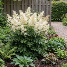 Load image into Gallery viewer, OpenPlantData Aruncus dioicus
