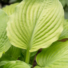Load image into Gallery viewer, OpenPlantData Hosta Sum and Substance
