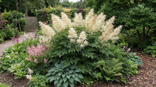 Load image into Gallery viewer, OpenPlantData Aruncus dioicus
