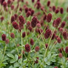 Load image into Gallery viewer, OpenPlantData Sanguisorba officinalis Red Thunder
