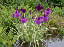 Load image into Gallery viewer, OpenPlantData Iris ensata Variegata
