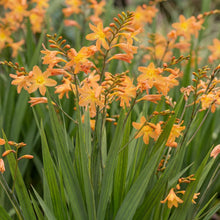 Load image into Gallery viewer, OpenPlantData Crocosmia Star Of The East
