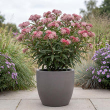 Load image into Gallery viewer, OpenPlantData Asclepias Incarnata Soulmate
