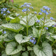Load image into Gallery viewer, OpenPlantData Brunnera Jack Frost
