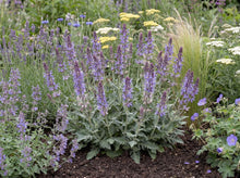 Load image into Gallery viewer, OpenPlantData Salvia Bocofpea
