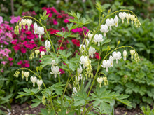 Load image into Gallery viewer, OpenPlantData Dicentra Alba
