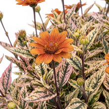 Load image into Gallery viewer, OpenPlantData Heliopsis Heli Orange Marble
