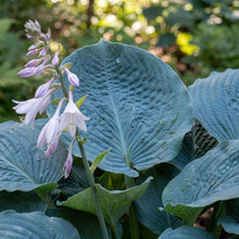 Load image into Gallery viewer, OpenPlantData Hosta Big Daddy
