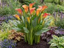 Load image into Gallery viewer, OpenPlantData Zantedeschia Morning Sun
