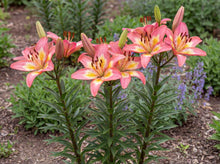 Load image into Gallery viewer, OpenPlantData Lilium Fancy Dance
