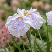 Load image into Gallery viewer, OpenPlantData Iris Ensata Kogesho
