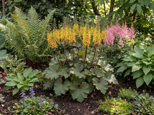 Load image into Gallery viewer, OpenPlantData Ligularia stenocephala Little Rocket

