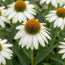 Load image into Gallery viewer, OpenPlantData Echinacea purpurea White Swan
