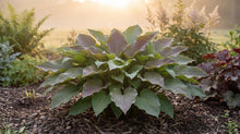 Load image into Gallery viewer, OpenPlantData Hosta First Blush
