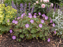 Load image into Gallery viewer, OpenPlantData Geranium Bloom Time

