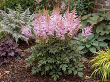 Load image into Gallery viewer, OpenPlantData Astilbe x arendsii Ice Cream
