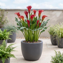 Load image into Gallery viewer, OpenPlantData Calla Bloody Mary
