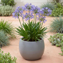 Load image into Gallery viewer, OpenPlantData Agapanthus Dr Brouwer
