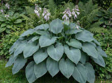 Load image into Gallery viewer, OpenPlantData Hosta sieboldiana Blue Angel
