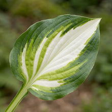 Load image into Gallery viewer, OpenPlantData Hosta Color Festival
