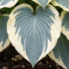 Load image into Gallery viewer, OpenPlantData Hosta Blue Ivory
