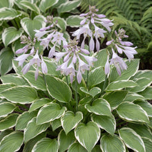 Load image into Gallery viewer, OpenPlantData Hosta So Sweet
