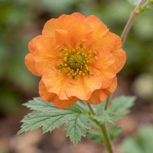 Load image into Gallery viewer, OpenPlantData Geum Miss Clementine
