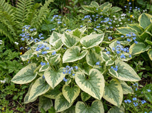 Load image into Gallery viewer, OpenPlantData Brunnera Hadspen Cream
