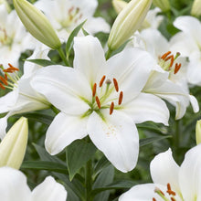 Load image into Gallery viewer, OpenPlantData Lilium White Balloons
