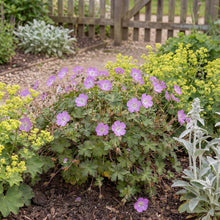 Load image into Gallery viewer, OpenPlantData Geranium Bloom Time
