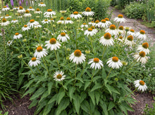Load image into Gallery viewer, OpenPlantData Echinacea purpurea White Swan
