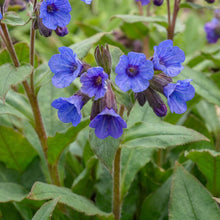 Load image into Gallery viewer, OpenPlantData Pulmonaria Blue Ensign
