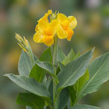 Load image into Gallery viewer, OpenPlantData Canna Tropical Yellow
