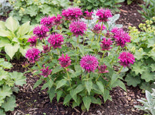 Load image into Gallery viewer, OpenPlantData Monarda Bee Free
