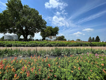 Load image into Gallery viewer, 2024 CSA Exclusive 1 Night Farm Stay &amp; Sustainably Growing Blooms at Barnswallow &amp; Co.

