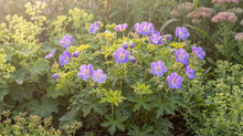 Load image into Gallery viewer, OpenPlantData Geranium Rozanne
