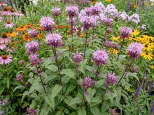 Load image into Gallery viewer, OpenPlantData Monarda Beauty Of Cobham
