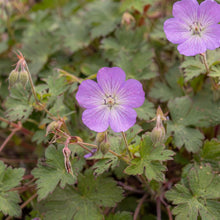 Load image into Gallery viewer, OpenPlantData Geranium Bloom Time
