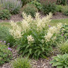 Load image into Gallery viewer, OpenPlantData Koenigia alpina
